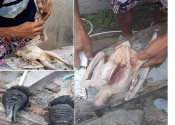 Suposta carne de urubu está sendo vendida como carne de galinha
